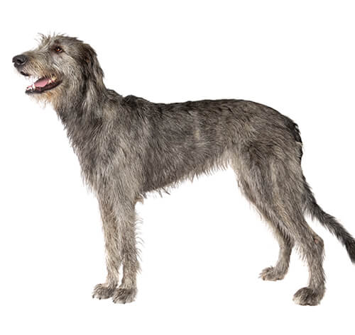 Irish Wolfhound Dog Breed Information | Purina RO